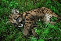 ELC0086 Puma concolor.jpg