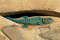 3R 01284 Sceloporus minor.jpg