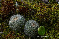 LRP1149 Mammillaria haageana.jpg