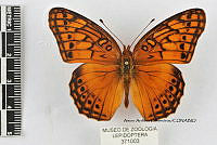 JF018 0362 Euptoieta hegesia meridiania.jpg