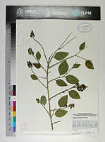 JAdNV0426 Citharexylum berlandieri.JPG