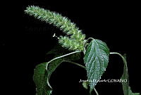 ME010 JA 00258 Acalypha rhombifolia Schltdl..JPG