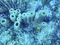 NE018 0186 Agelas tubulata.jpg