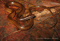 LCM0029 Coniophanes fissidens.jpg