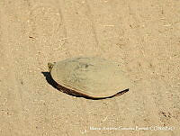 MAGB 0244 Kinosternon integrum.JPG