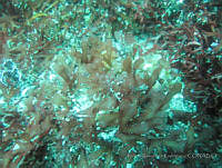 RRR0019 Gracilaria pachydermatica.JPG