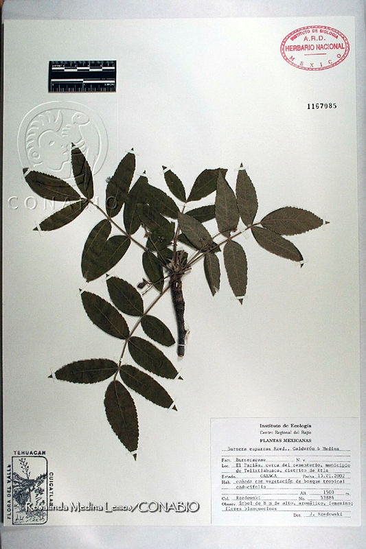 RML0065%20Bursera%20esparzae.jpg.rifR 8L MUVRayVhQA3g0JtbmFja29CbnFuZ3NAbXJ6LGtwZwA.CzjZ7Rp6g0