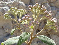 OTV5292 Pluchea carolinensis.jpg