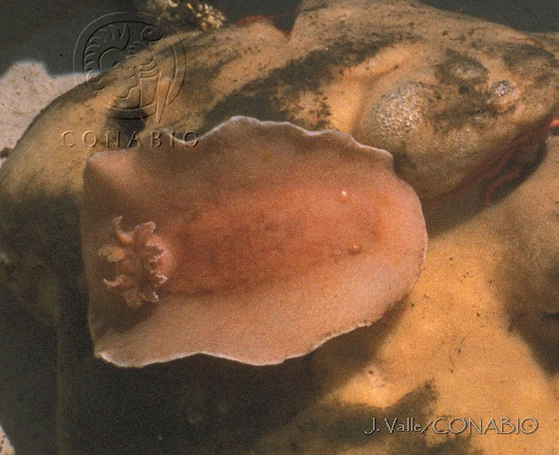 DP014 113%20Platydoris%20macfarlandi.jpg.jSe284f0MXUVg5NfQA3g0JtbmFja29CbnFuZ3NAbXJ6LGtwZwA.SOBRS9QksB