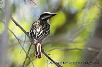 AAKVDH 0062 Myiodynastes luteiventris.JPG