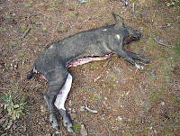 GAAF002 Sus scrofa.jpg