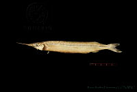 MRRH0053 Hyporhamphus naos.jpg