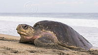 MASM08273 Lepidochelys olivacea.jpg