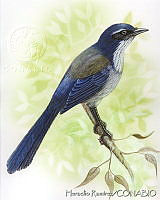 HR0015 Aphelocoma ultramarina.jpg
