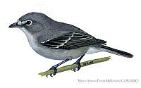 MAPM1226 Vireo solitarius.jpg