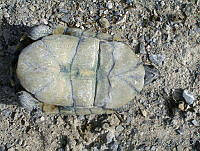 JBL0005 Terrapene coahuila.jpg