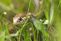 MALR02 Thamnophis scalaris.jpg