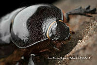 MN6PG0202 Xyloryctes thestalus.jpg