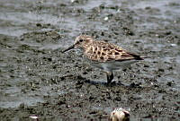 MGaves 934 Calidris bairdii.jpg