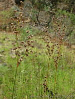 JRBBFM026-129 Juncus arcticus var. mexicanus.jpg