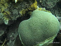 CGG0843 Orbicella annularis.JPG