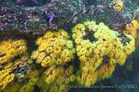 CNS1089 Tubastrea coccinea.jpg