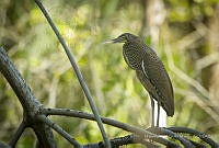 MASM07963 Tigrisoma mexicanum.jpg