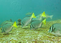 CNS1105 Prionurus punctatus.jpg