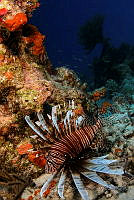 BMR12 Pterois volitans.jpg