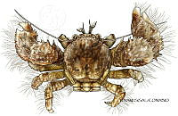 NE018 1174 Pachycheles_pilosus_D.jpg