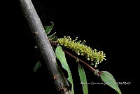 Ayotox 1358 Salix carpñomoama.jpg