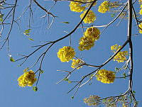 CGL2169 Tabebuia sp..jpg