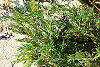 JF078 0056 Batis maritima.jpg