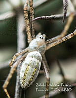 ZAPF0535 Araneae.jpg