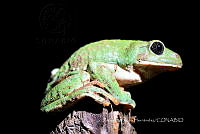 ZISH 0002 Agalychnis dacnicolor.jpg