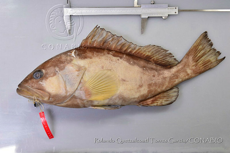 RQTG0134%20Mycteroperca%20bonaci.jpg.rSfc Jf MeG7bztjQA3g0JtbmFja29CbnFuZ3NAbXJ6LGtwZwA.wYxguoEKmD