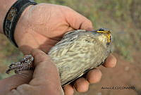 GECI L046 044 Sturnus vulgaris.JPG