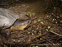 AMA0138 Staurotypus salvini.jpg