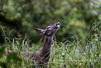 AT002 Odocoileus virginianus.jpg