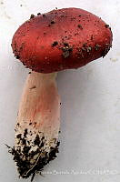 CBA0331 Russula americana.JPG
