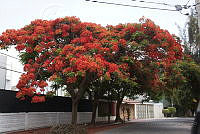 CGL3994 Delonix regia.jpg