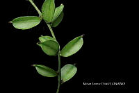 Hueyap 0018 Dioscorea composita.jpg