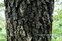 ME010 KV 01877 Quercus peduncularis Née, 1801_.JPG