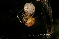 JCC0216 Theridiidae.JPG