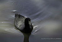 JRRO0054 Fulica americana.jpg