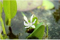 JRBBFM026-115 Heteranthera limosa.jpg