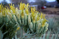 RG019 0398 Agave rhodacantha.jpg
