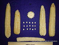 SinOPV241 Zea mays.jpg