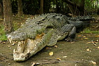 IMDOC0975 Crocodylus acutus.jpg