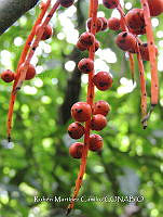 JF092 1177 Chamaedorea pinnatifrons.jpg